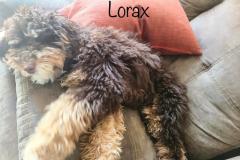 Lorax8