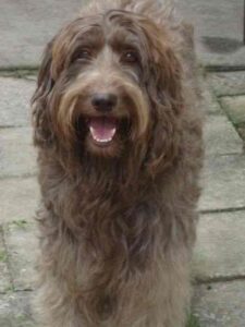 Tegan Park/Rutland Manor Authentic Australian Labradoodle