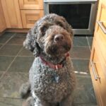 Authentic Australian Labradoodle Adoption Process Application Form